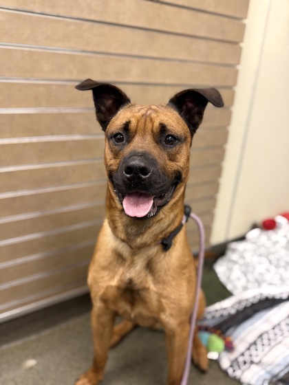 CLIFFORD - Mixed Breed, Large (over 44 lbs fully grown) / Mix available for adoption