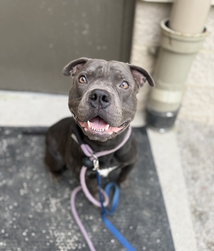 ACHILLES - American Staffordshire Terrier / Mix available for adoption