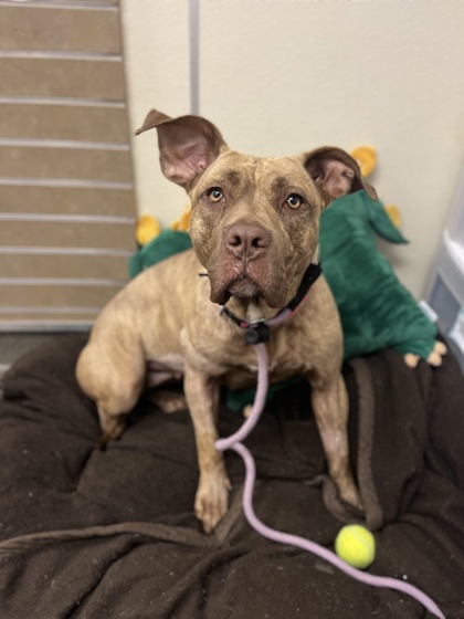 SELENA - American Pit Bull Terrier / Mix available for adoption