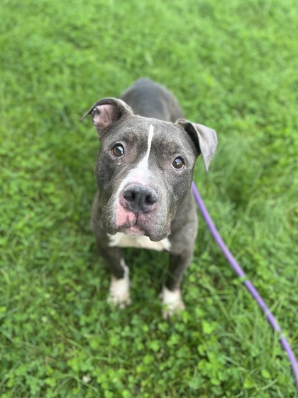 GERTIE - American Staffordshire Terrier / Mix available for adoption