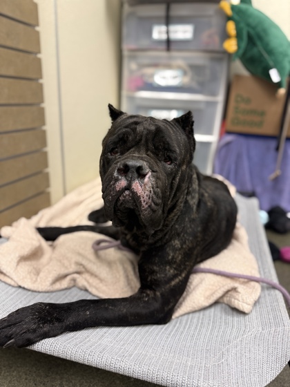 JEWELS - Cane Corso available for adoption