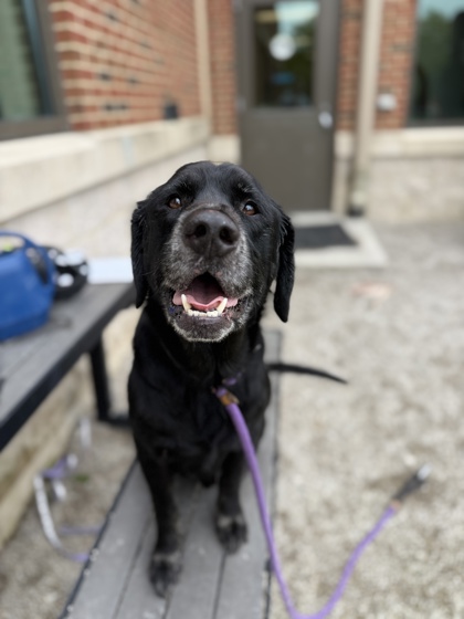 DEREK - Labrador Retriever / Mix available for adoption