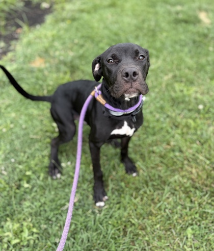 STIMPY - Mixed Breed, Large (over 44 lbs fully grown) / Mix available for adoption