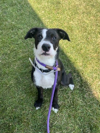 JANELLE - Mixed Breed, Medium (up to 44 lbs fully grown) / Mix available for adoption