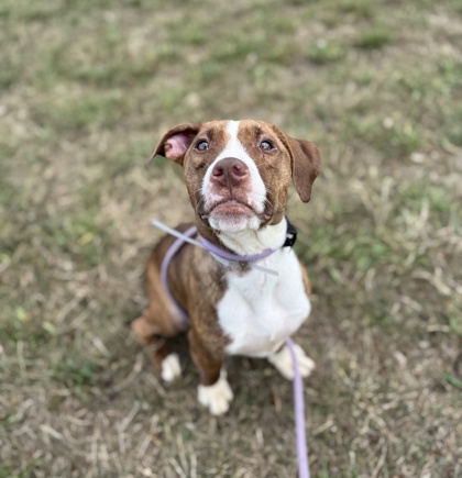 BROWNIE - Pit Bull Terrier / Mix available for adoption