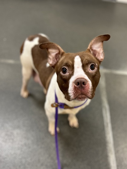 TRISHA - American Pit Bull Terrier / Mix available for adoption