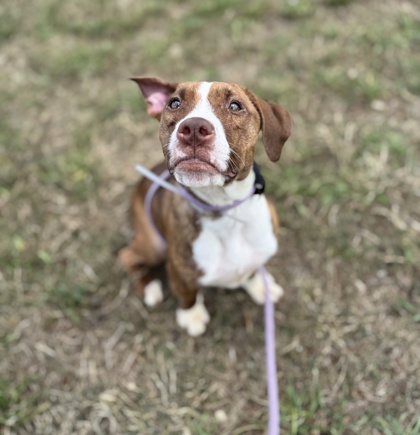 BROWNIE - Pit Bull Terrier / Mix available for adoption