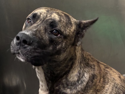 61887313 - Perro de Presa Canario / Mix available for adoption