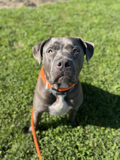 DIESEL - Pit Bull Terrier / Mix available for adoption