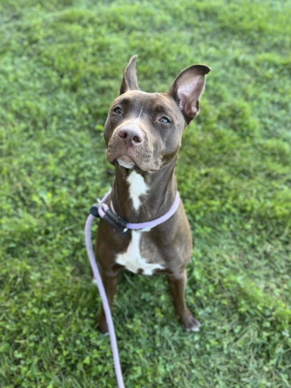 ROBIN - Pit Bull Terrier / Mix available for adoption