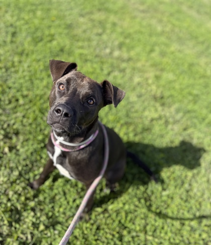 FREYA - Mixed Breed, Large (over 44 lbs fully grown) / Mix available for adoption