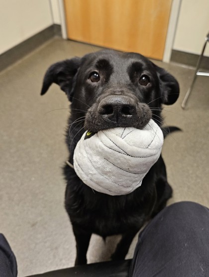 BUSTER - German Shepherd / Labrador Retriever available for adoption