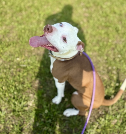 KING - American Pit Bull Terrier / Mix available for adoption