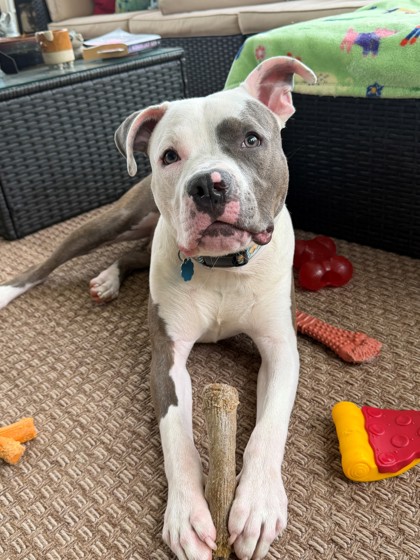CHECKERS - Pit Bull Terrier / Mix available for adoption