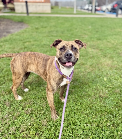 BELLA - Pit Bull Terrier / Mix available for adoption
