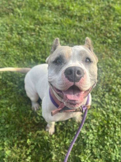 J.J. - Pit Bull Terrier / Mix available for adoption
