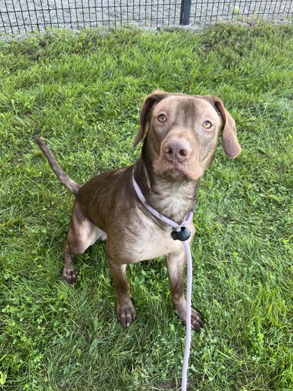 HAMILTON - Mixed Breed, Medium (up to 44 lbs fully grown) / Mix available for adoption