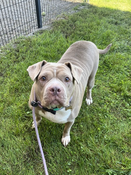 COCO - Bully American  - Standard / Mix available for adoption