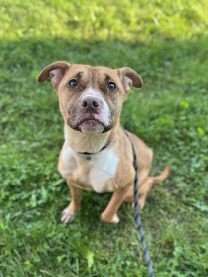 ROSIE - Pit Bull Terrier / Mix available for adoption
