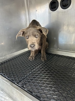 ABRACADABRA - Mixed Breed, Medium (up to 44 lbs fully grown) / Mix available for adoption