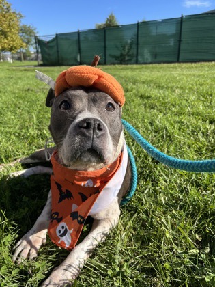 EMMELINE - Pit Bull Terrier / Mix available for adoption