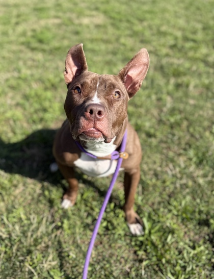GOOBER - Pit Bull Terrier / Mix available for adoption