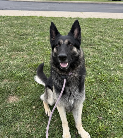 SAMPSON - German Shepherd available for adoption