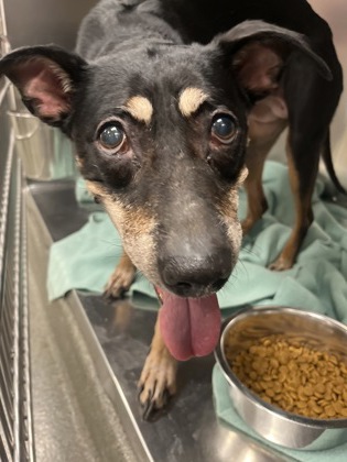 DAPHNE - Mixed Breed, Medium (up to 44 lbs fully grown) / Mix available for adoption