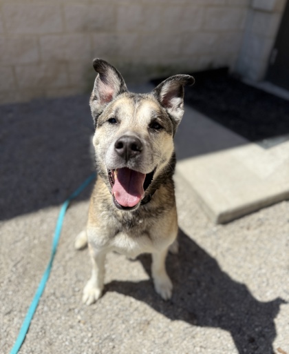 MORK - Mixed Breed, Large (over 44 lbs fully grown) / Mix available for adoption