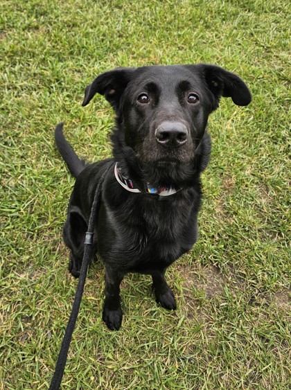 BUSTER - German Shepherd / Labrador Retriever available for adoption