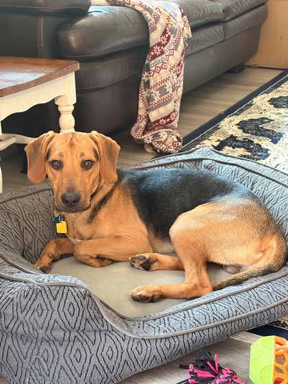 NICK - Hound / Mix available for adoption