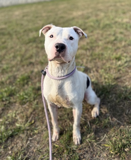 EMMITT - American Pit Bull Terrier / Mix available for adoption