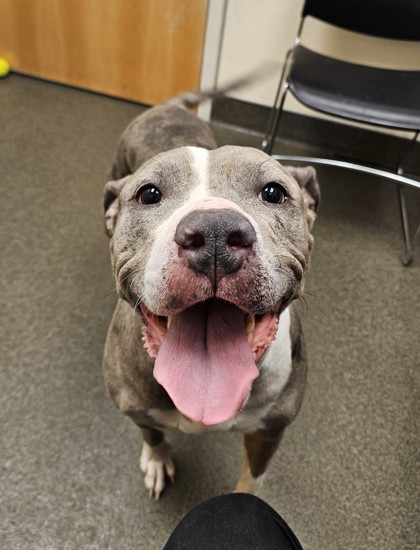 CHEYENNE - American Pit Bull Terrier / Mix available for adoption