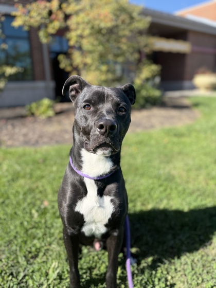 HARVEY - Pit Bull Terrier / Mix available for adoption