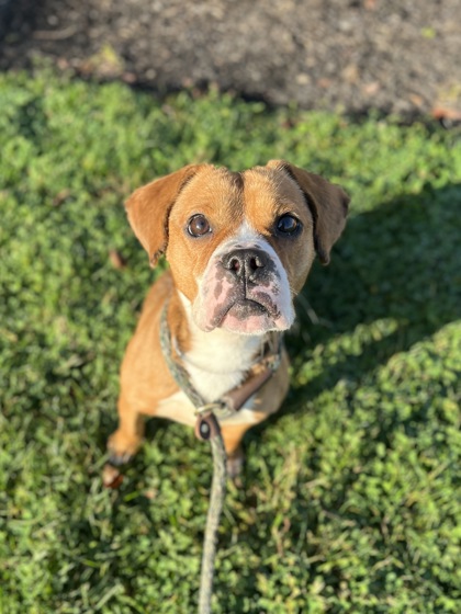 CINNAMON - Mixed Breed, Medium (up to 44 lbs fully grown) / Mix available for adoption