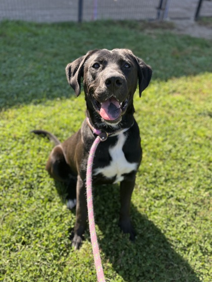 CODY - Labrador Retriever / Mix available for adoption