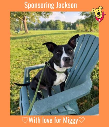 JACKSON - American Pit Bull Terrier / Mix available for adoption