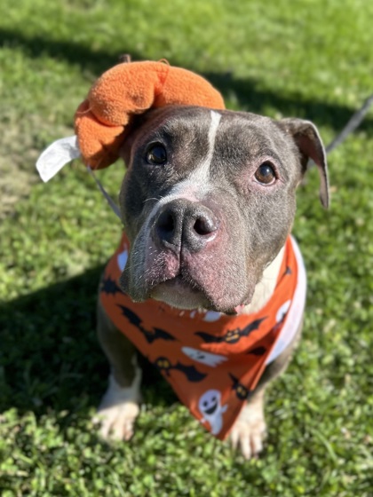 GERTIE - American Staffordshire Terrier / Mix available for adoption
