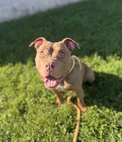 BRITTANY - Pit Bull Terrier / Mix available for adoption