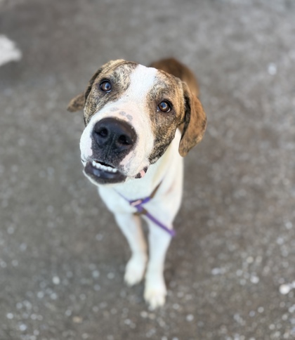 DEPUTY - Mixed Breed, Large (over 44 lbs fully grown) / Mix available for adoption