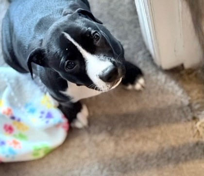 COOKIE - Mixed Breed, Medium (up to 44 lbs fully grown) / Mix available for adoption