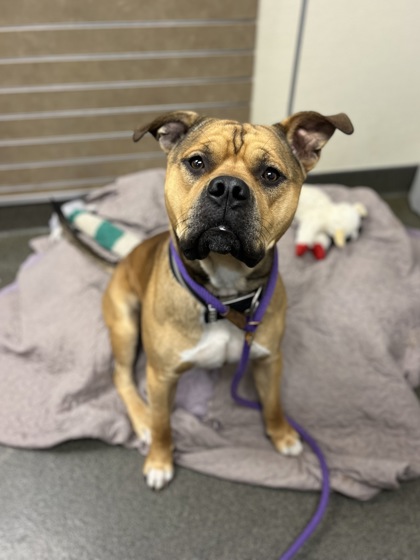 FRITO - American Pit Bull Terrier / Mix for adoption in Columbus