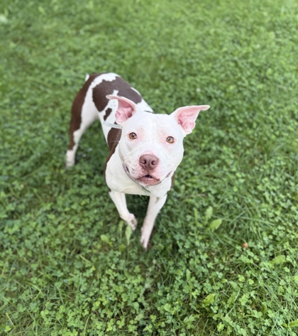 KIRBY - American Pit Bull Terrier / Mix available for adoption