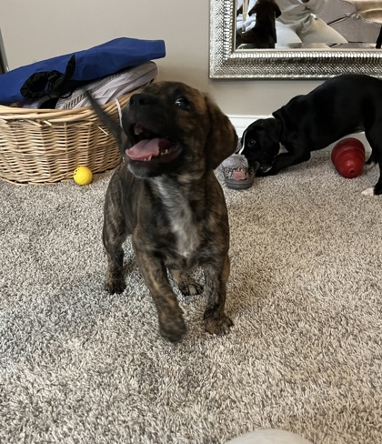 BROWNIE/PRINCESS - Mixed Breed, Medium (up to 44 lbs fully grown) / Mix available for adoption