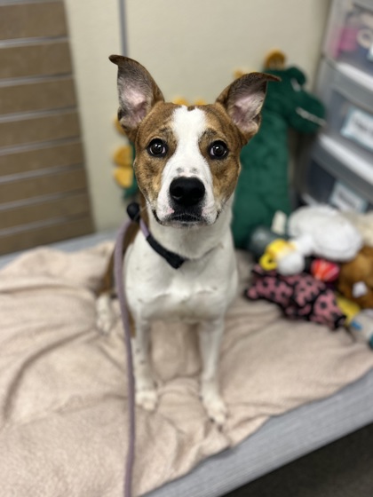 BOWIE - American Pit Bull Terrier / Mix available for adoption