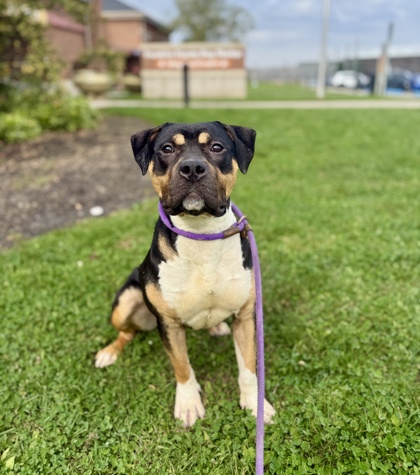 HEIDI - Pit Bull Terrier / Mix available for adoption
