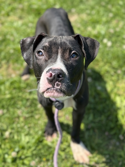 STUART - Boxer / Mix available for adoption