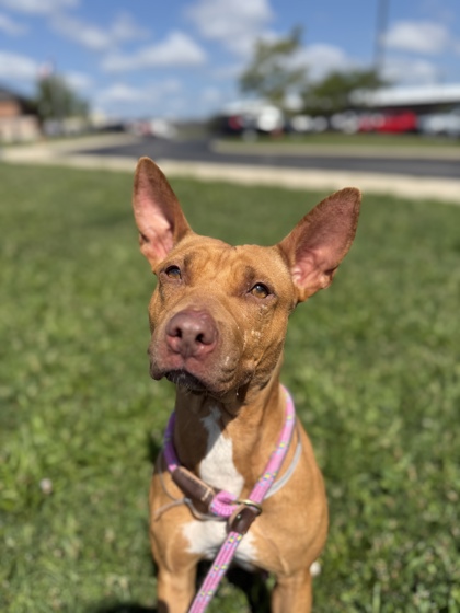 MINA - Pit Bull Terrier / Mix available for adoption