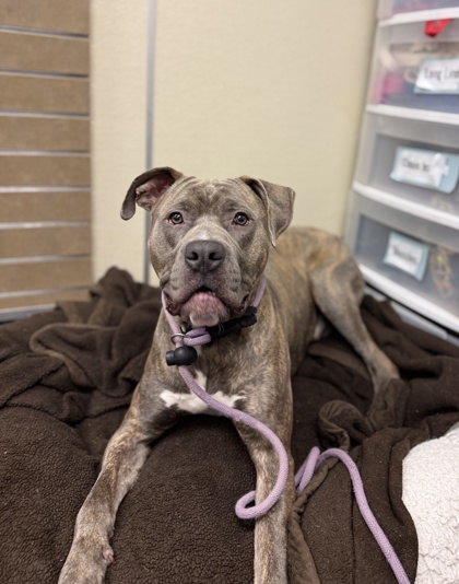 GROVER - Pit Bull Terrier / Cane Corso available for adoption