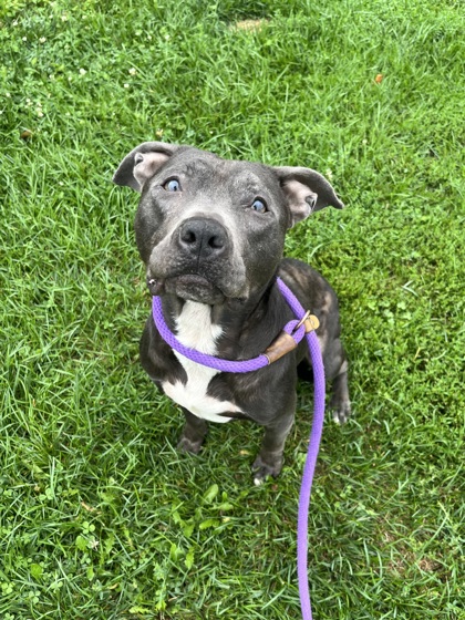 DARCY - American Pit Bull Terrier / Mix available for adoption